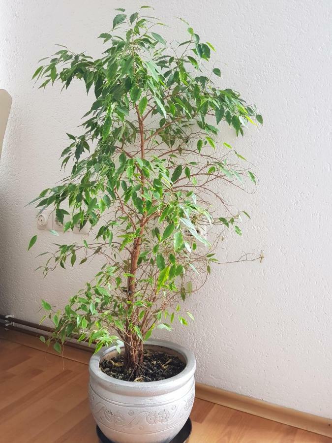 Visoko Homestay Esterno foto